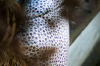 Coussin